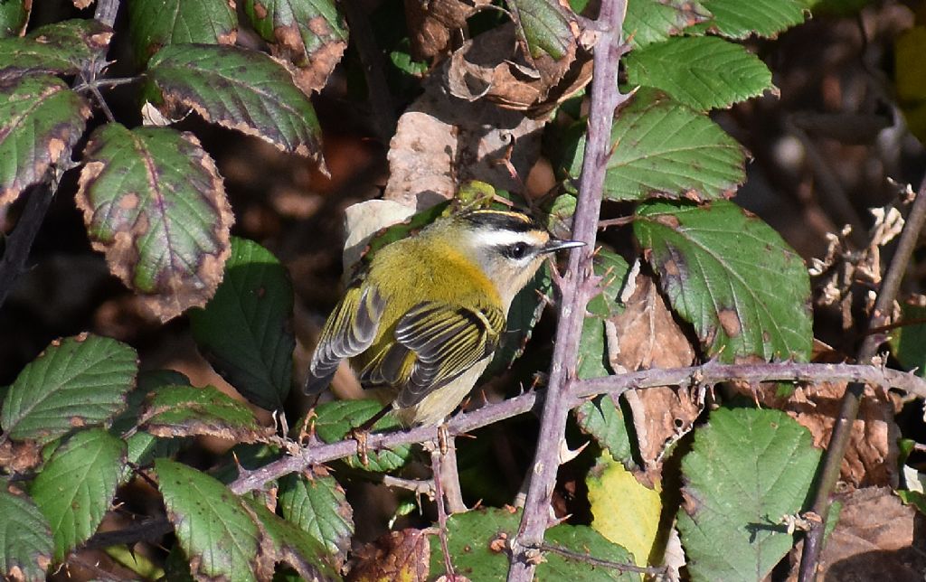 Fiorrancino (Regulus ignicapilla)